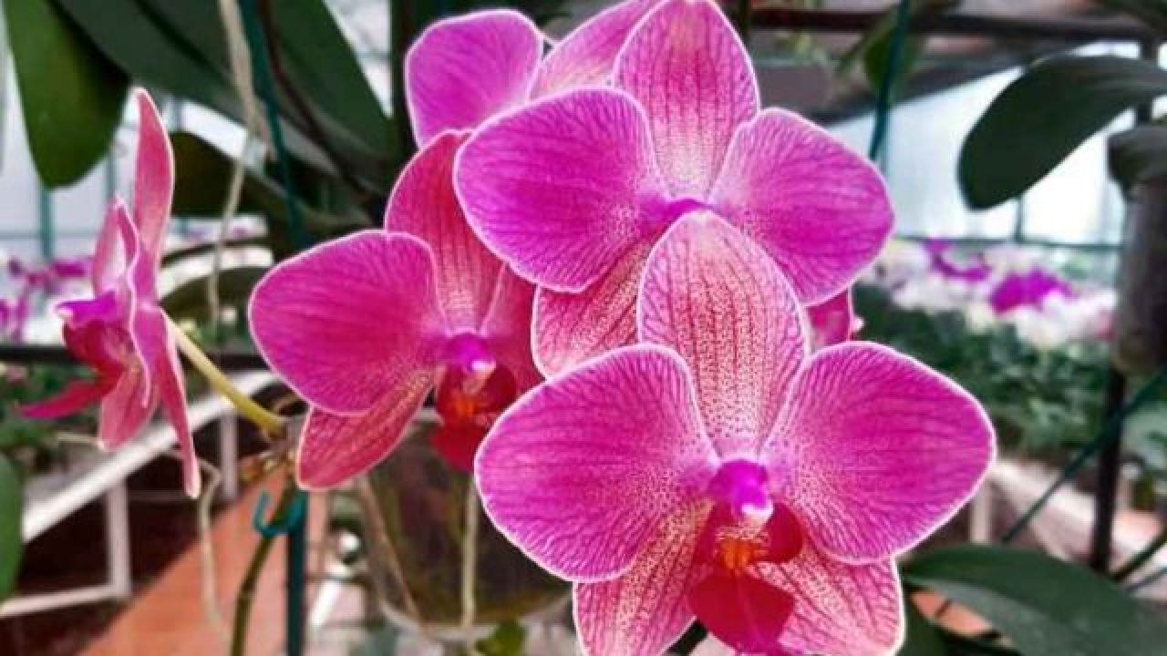 Simpática pero no bonita: cómo se ve la orquídea 'más fea del mundo' –  Negocios & Política