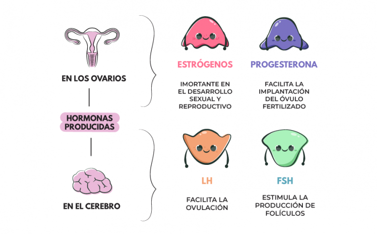 Todo Lo Que Debes Saber Sobre Las Hormonas Femeninas Negocios And Política 1135